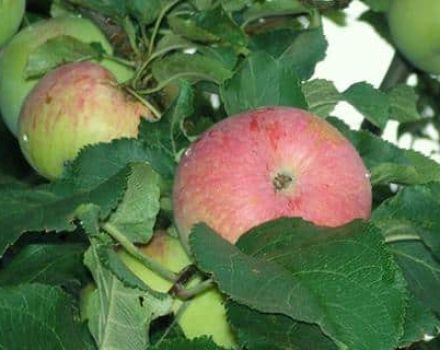 Spartak ābolu šķirnes apraksts un īpašības, stādīšanas un audzēšanas iezīmes