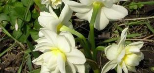 Description et caractéristiques de la variété Erlichir narcissus, plantation et entretien