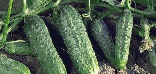 De beste variëteiten komkommers voor open grond in de Oeral en teeltregels