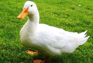 Опис и карактеристике ритма узгоја патки, правила узгоја и исхране