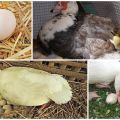 Amžius, kai pradedamos dėti indos antys, kiek kiaušinių pagaminama per dieną ir per metus