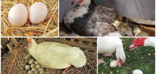 Věk, kdy Indo-Ducks začínají snášet, kolik vajíček dávají za den a rok