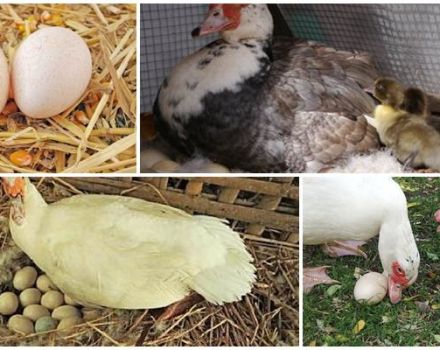 Leeftijd waarop Indo-eenden beginnen te leggen, hoeveel eieren er per dag en jaar worden geproduceerd