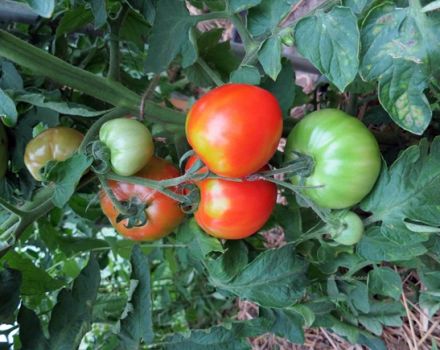 Egenskaber og beskrivelse af Moskvich-tomatsorten, dens udbytte