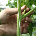 Steg-för-steg-diagram över hur du knyter tomater i ett växthus korrekt