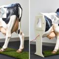 Hoe koeien het beste te insemineren en thuis een methode kiezen