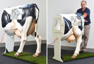 Jak nejlépe inseminovat krávy a zvolit metodu doma