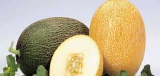Beskrivning av melonsorten Caramel, funktioner för odling och vård