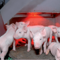 Узроци и симптоми колибацилозе код свиња, методе лечења, вакцинација и превенција