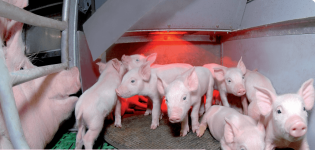 Causes et symptômes de la colibacillose chez les porcs, méthodes de traitement, vaccin et prévention
