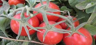 Egenskaper och beskrivning av Heinz-tomatsorten, dess utbyte