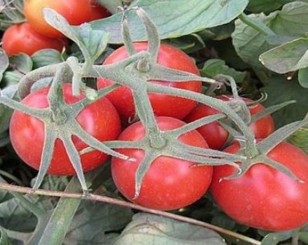 Eigenschaften und Beschreibung der Heinz-Tomatensorte, deren Ertrag