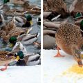 Да ли је могуће давати сеце паткама и како правилно хранити семенке сунцокрета