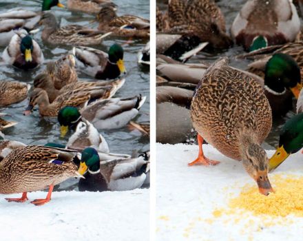 Est-il possible de donner des graines aux canards et comment nourrir correctement les graines de tournesol