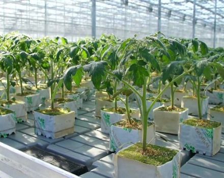 Grundläggande regler för odling av tomater med holländsk teknologi
