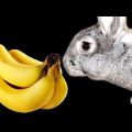 Môžu sa banány dať králikom a ako je to správne, aké sú výhody a poškodenie ovocia
