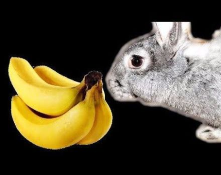 Kan bananer gives til kaniner, og hvordan er det rigtigt, fordelene og skadene ved frugten