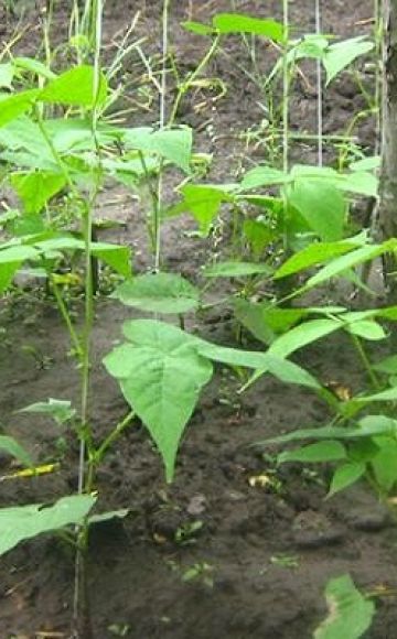 Cultivarea și îngrijirea boabelor de sparanghel în câmp deschis