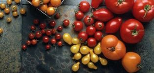De bästa sorterna av tomatfrön för öppen mark i Rostov-regionen