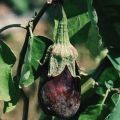 Beskrivning och behandling av auberginesjukdomar, deras skadedjur och metoder för att hantera dem