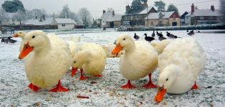 Description et caractéristiques des canards d'Eilsbury, règles d'élevage