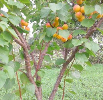 Popis odrůdy meruněk v New Jersey, výnosové charakteristiky a důvod, proč vaječník padá