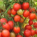 Beskrivning av tomatsorten Scarlet fregat f1, dess egenskaper och produktivitet