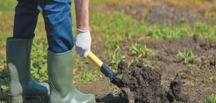 Cómo hacer un jardín para pepinos en campo abierto con tus propias manos.