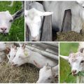 Lepšie kŕmiť kozu doma, aby bolo viac mlieka