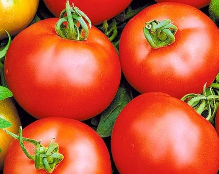 Popis odrůdy rajče Voskhod, jeho vlastnosti a pěstování