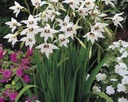 Beschrijvingen en variëteiten van geurige gladiolen of zuurmakers, plant- en verzorgingsregels