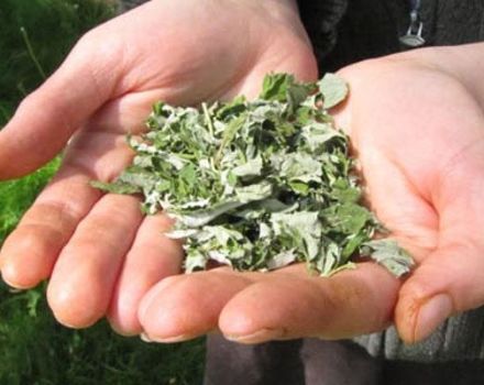Quando puoi raccogliere le foglie di lampone per l'essiccazione per l'inverno, termini e regole e dove conservarle