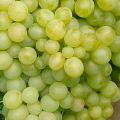 Description and characteristics of the Delight grape variety and its varieties, planting and care features