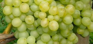 Beschrijving en kenmerken van de druivensoort Delight en zijn variëteiten, plant- en verzorgingskenmerken