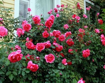 Descrizione e caratteristiche delle rose rampicanti della varietà Parade, regole di coltivazione