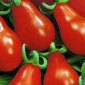Characteristics and description of the Matryoshka tomato variety, its yield