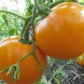 Popis odrůdy rajčat Oranžový zázrak a jeho vlastnosti