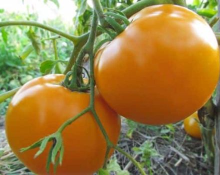 Beskrivning av tomatsorten Orange mirakel och dess egenskaper