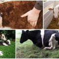 Симптоми криптоспоридиозе у телади, инфективни путеви и методе лечења код говеда