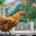 Egenskaper och beskrivning av Foxy Chick-kycklingrasen, regler för hållning och avel