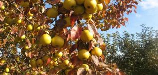 Les meilleures variétés de poires pour l'Oural avec une description, les subtilités de la culture et des soins
