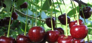 Beskrivning av frostbeständiga, produktiva och lågväxande självfruktbara körsbärsorter