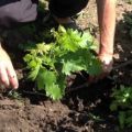 Vad är det bästa sättet att transplantera druvor på sommaren, våren eller hösten till en ny plats