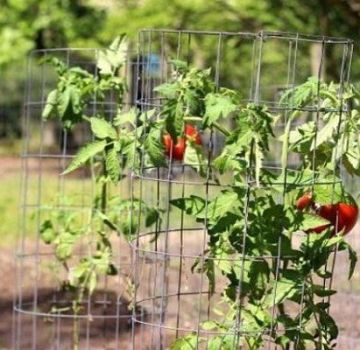 Sådan bindes tomater i et drivhus og åbent felt
