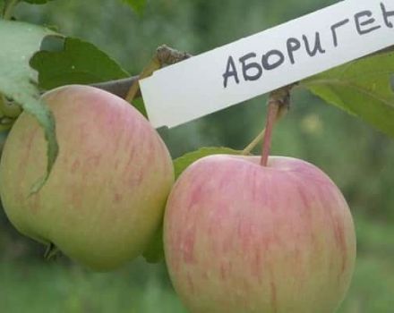 Description of the apple variety Aboriginal and the main characteristics of the culture, growing regions
