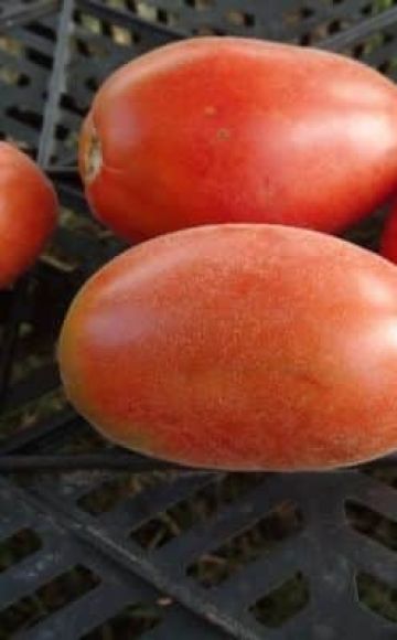 Pomidorų veislės „Shaggy kamanė“ aprašymas, auginimo ir priežiūros ypatybės