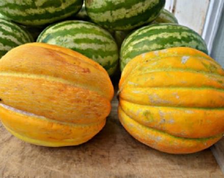 Descrizione della varietà di melone Ethiopka, caratteristiche di coltivazione e resa