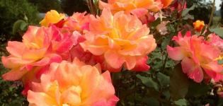 Beskrivning och regler för odling av floribunda rosor Samba