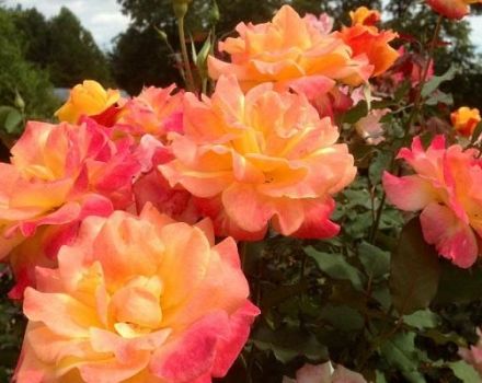 Opis a pravidlá pestovania odrôd ruží floribunda Samba