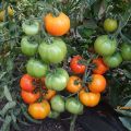 Tekijän tomaatin siementen ominaisuudet ja kuvaus kasvattajalta Myazinalta